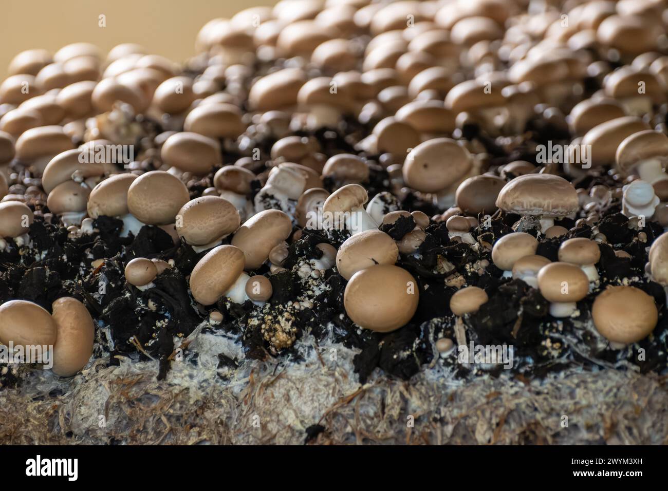 Growing of brown champignons mushrooms, mycelium grow from compost into ...