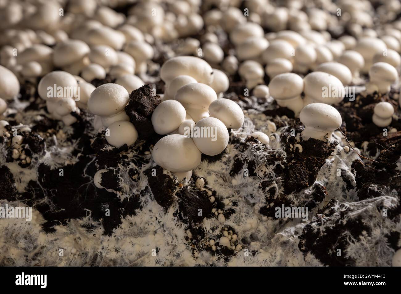 Growing of white champignons mushrooms, mycelium grow from compost into ...