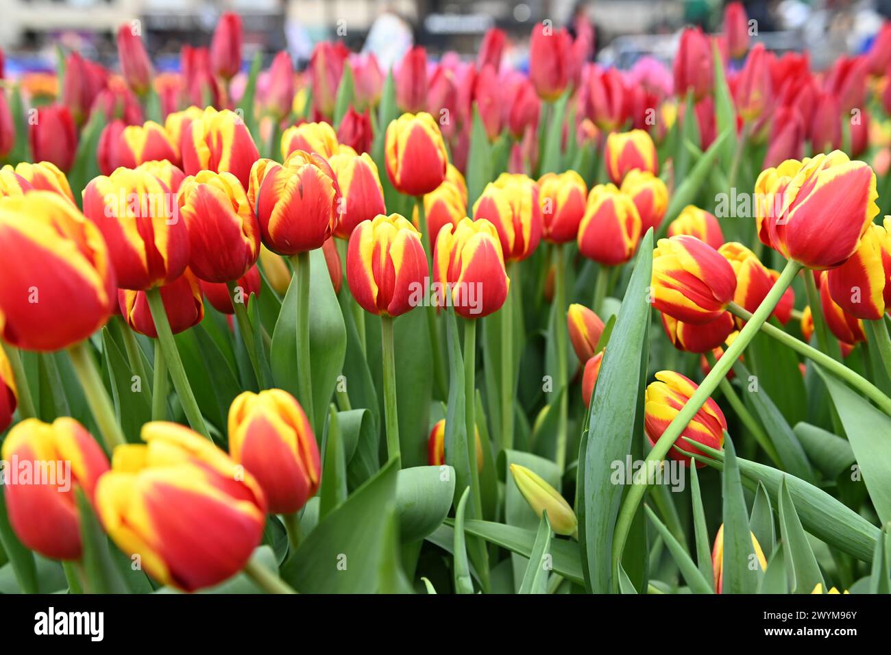 New York, New York, USA. 7th Apr, 2024. Tulip Day comes to Union Square in Manhattan. The Netherlands has brought 200,000 tulips to Union Square and invited New Yorkers to come take some home (only 10 per person allowed). 10,000 people pre-registered to pick their own and many others waited to try to enter. The Consulate General of the Netherlands wanted to do this for the first time in NYC to mark the time 400 years ago when the Dutch established themselves in 'New Amsterdam'' as New York was called at that time.(Photo: Andrea RENAULT/Zuma Press) (Credit Image: © Andrea Renault/ZUMA Press Stock Photo