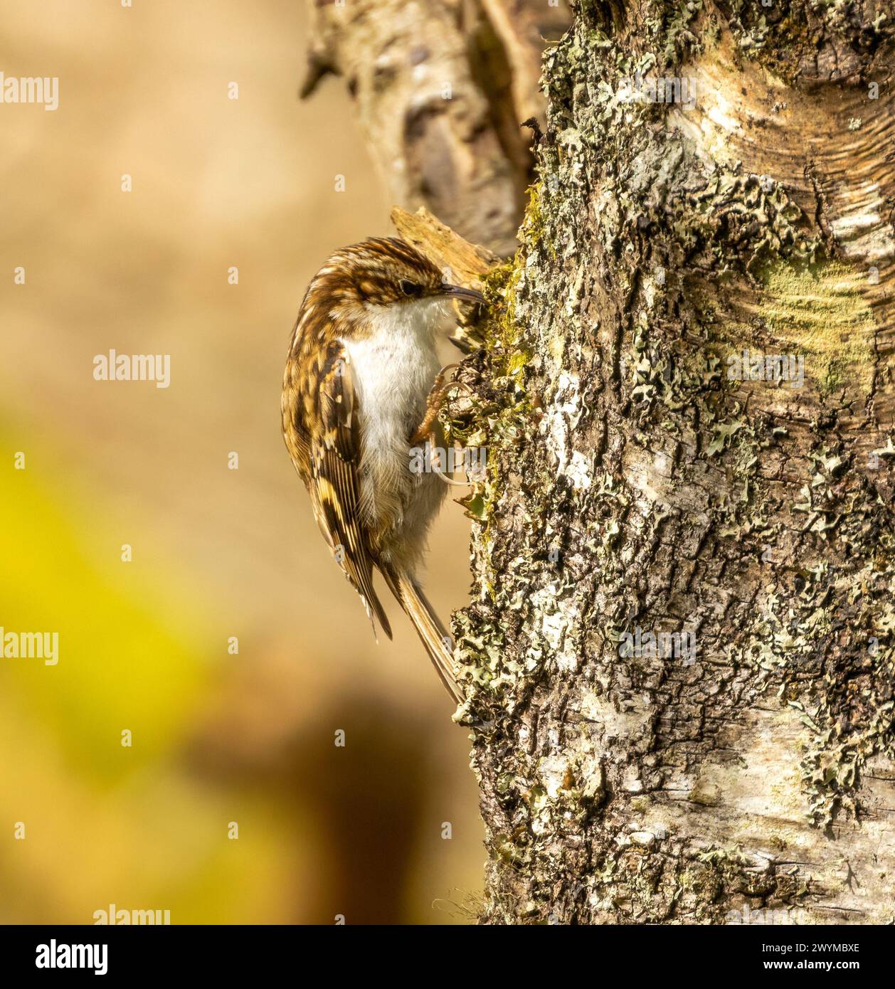 Tree creeper bird busily searching for food in the bark of a tree trunk Stock Photo