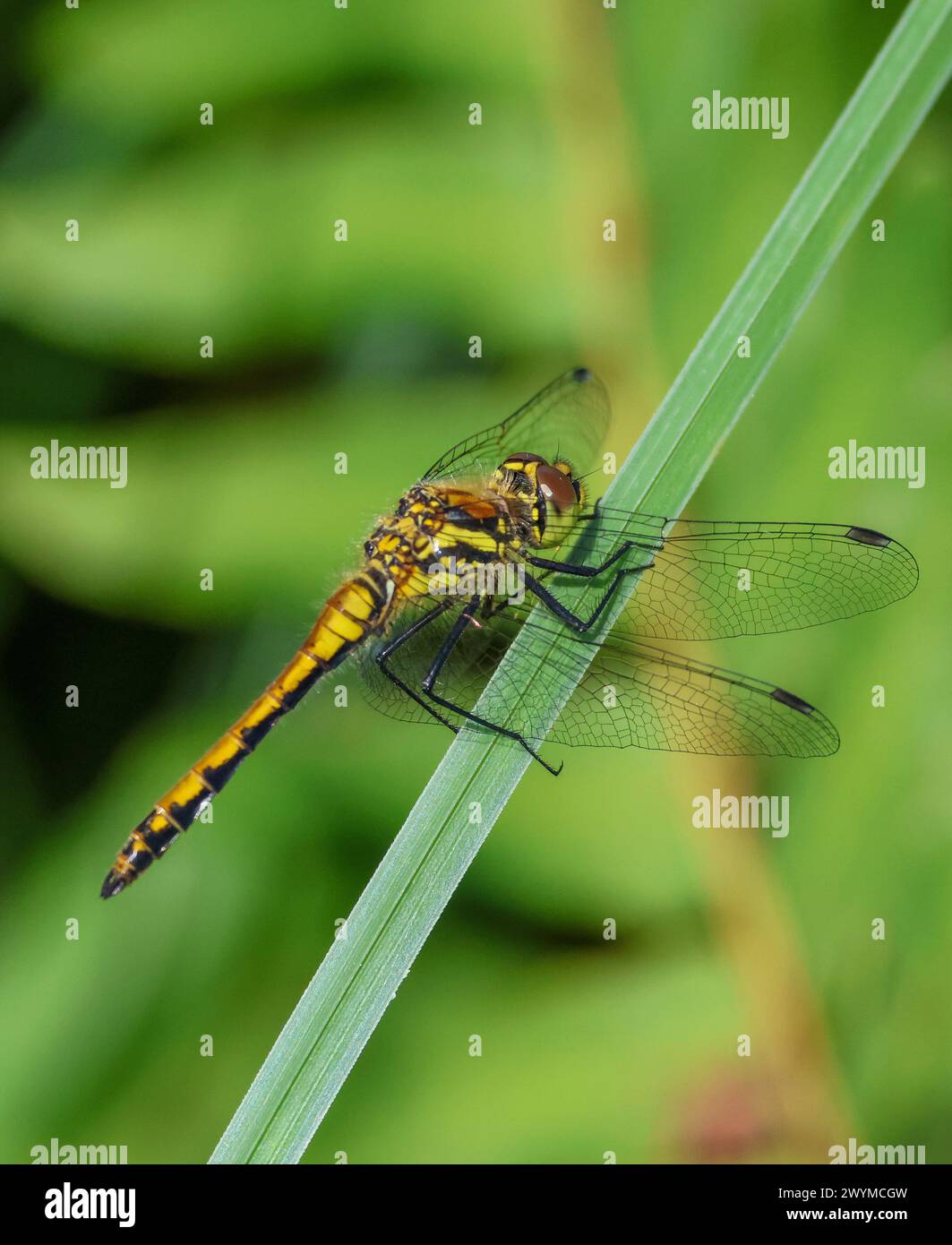 Libellula quadrimaculata montiaghs moss hi-res stock photography and ...