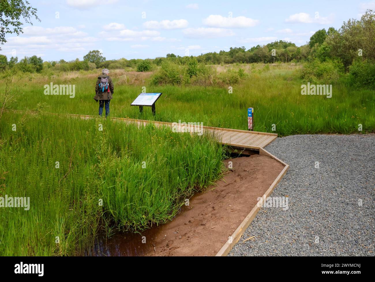 Woman visitor on boardwalk Montiaghs Moss nature reserve Northern Ireland. Stock Photo