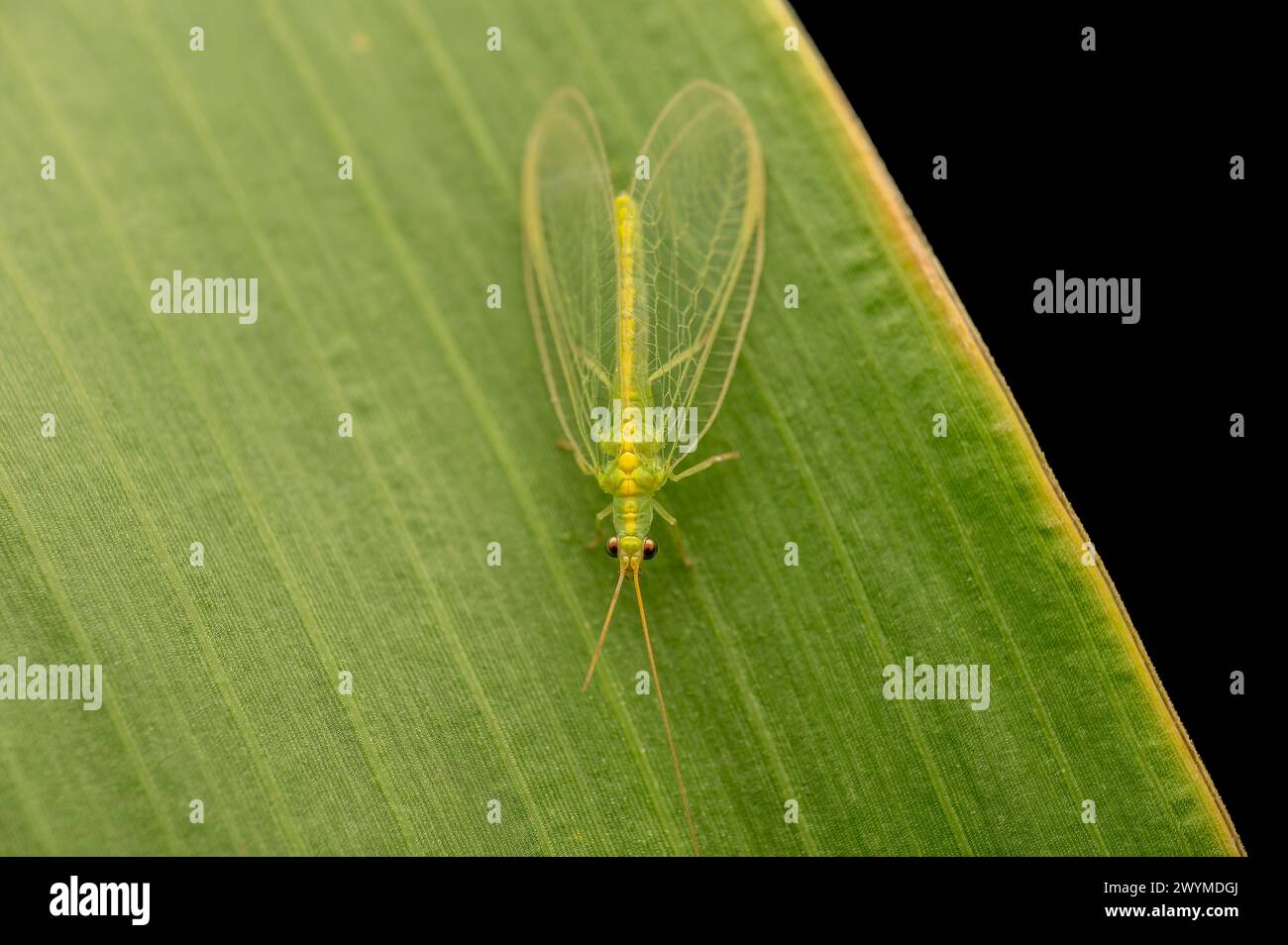 Green lacewing on the plant leaf of sugarcane. Lacewing is important