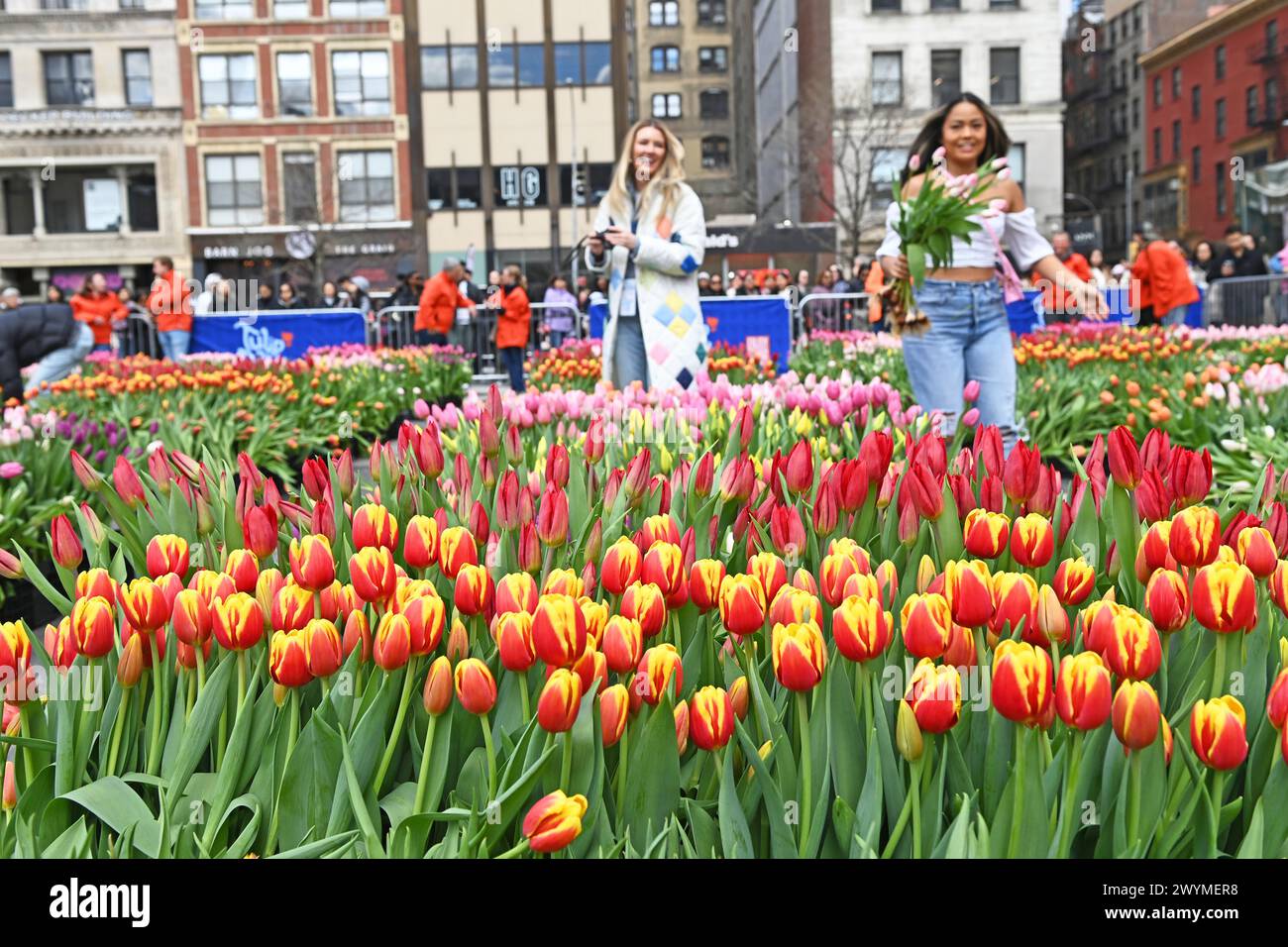 New York, New York, USA. 7th Apr, 2024. Tulip Day comes to Union Square