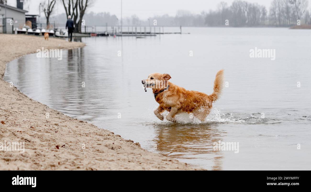 Golden Retriever Jumps Out Of Water With Stick In Teeth At Lake In ...