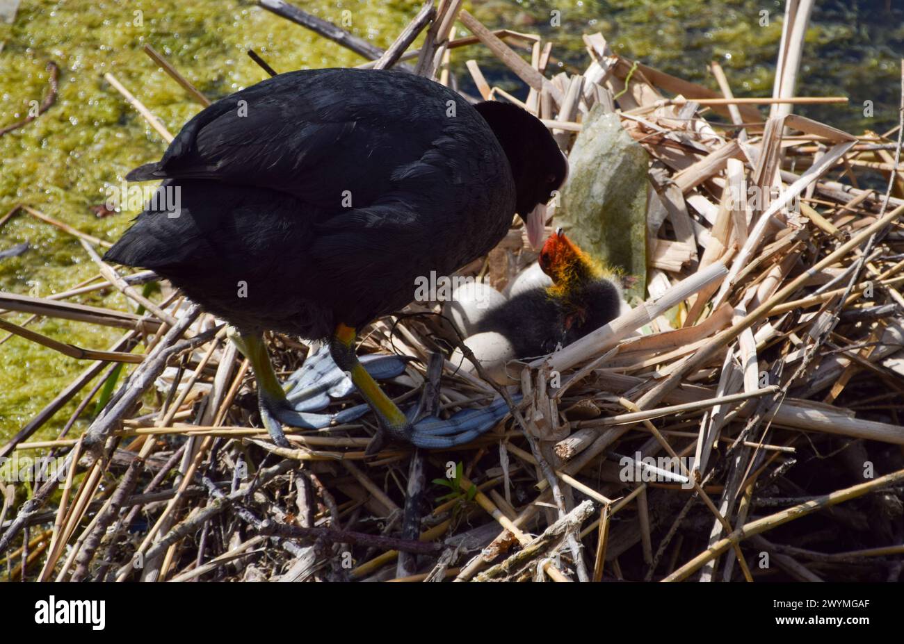 London, UK. 28th May 2022. Eurasian coot (Fulica atra) mother feeds her newborn chicks in a nest. Credit: Vuk Valcic / Alamy Stock Photo