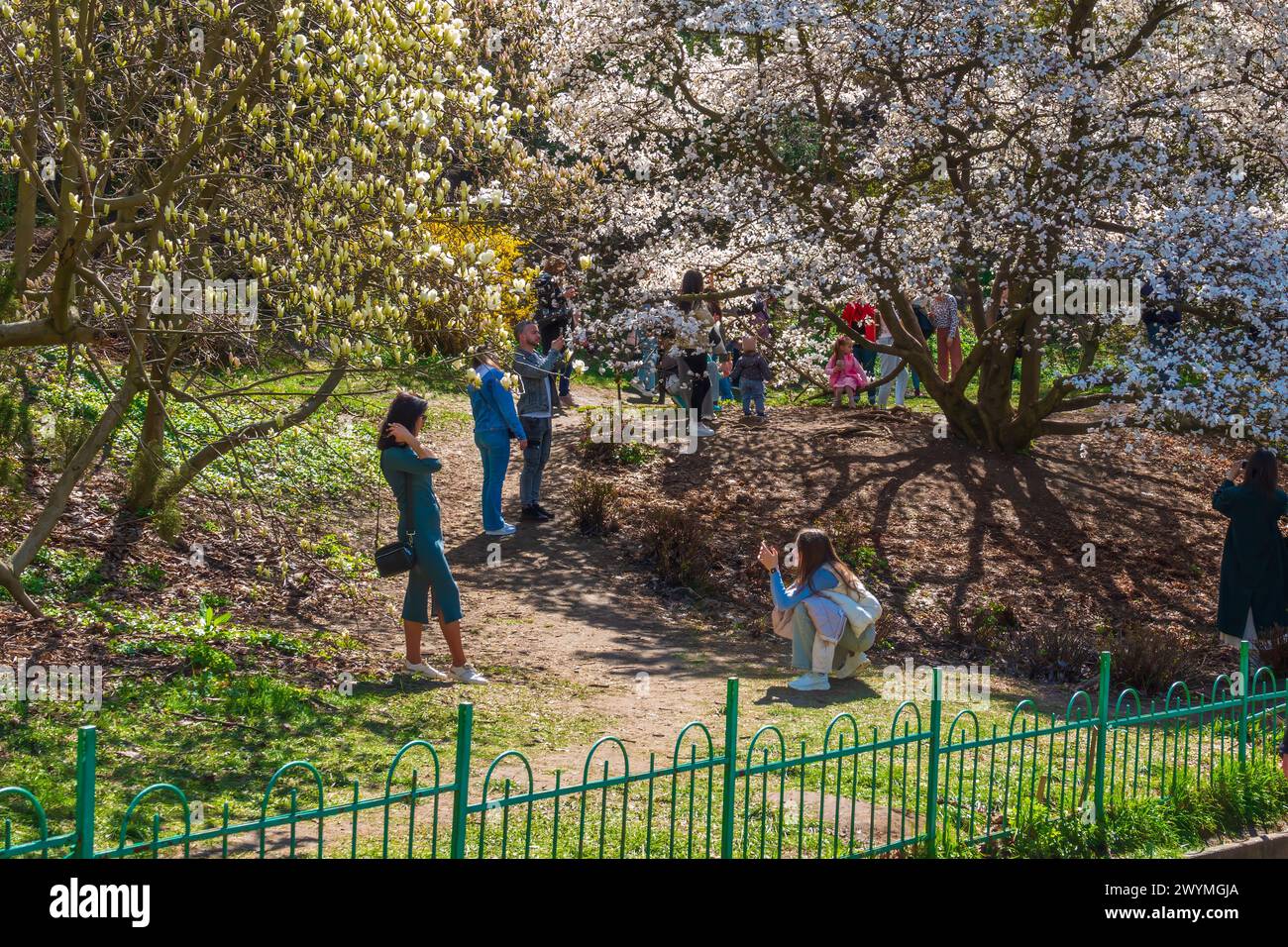2024-04-07 Kyiv, Ukraine. People take photos of blooming magnolia trees in botanic garden. Life in Kyiv Stock Photo