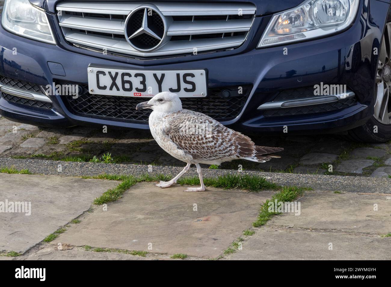 Seagull walking past car, harbour, Folkestone, Kent, England, Great Britain Stock Photo