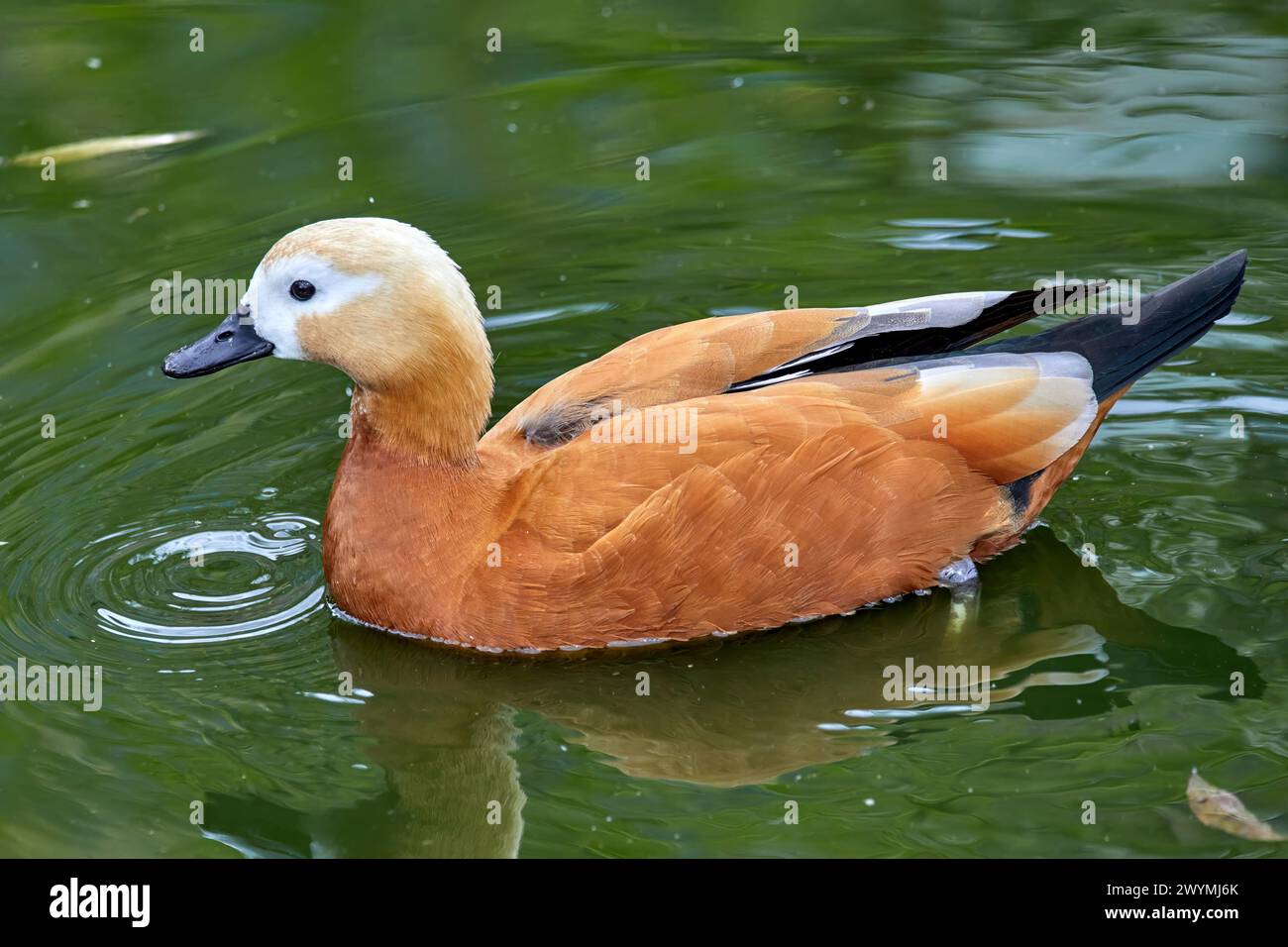 Image of a waterfowl duck cinder on the water Stock Photo