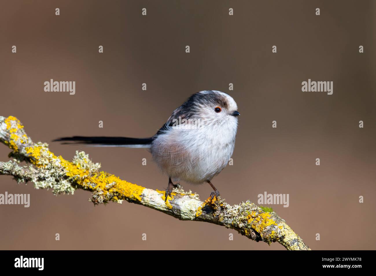 Long-Tailed Tit (Aegithalos caudatus) sat on a branch in a Yorkshire woodland. Stock Photo