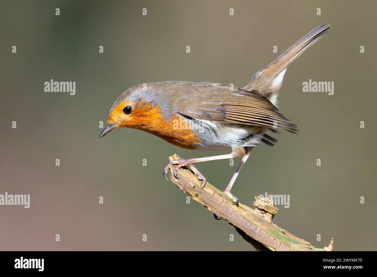 European Robin (Erithacus rubecola) perched up in the sun. Stock Photo