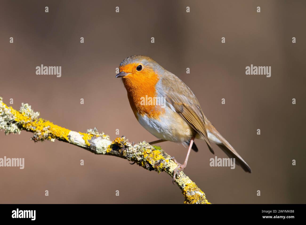 European Robin (Erithacus rubecola) perched up in the sun. Stock Photo