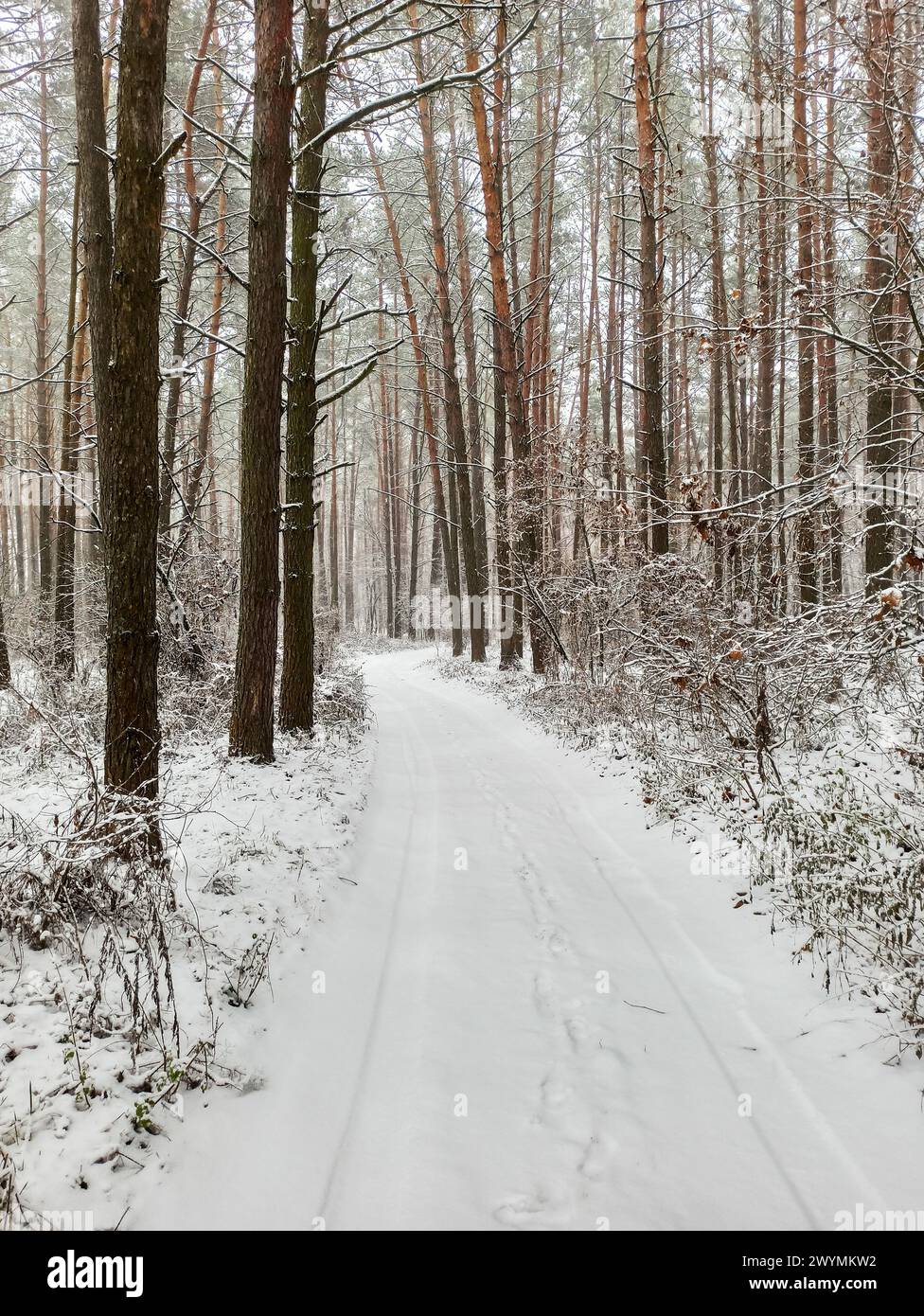 Beautiful road in the forest in winter Stock Photo - Alamy
