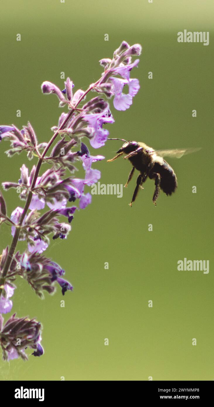 Bee landing on a purple flower hi-res stock photography and images - Alamy