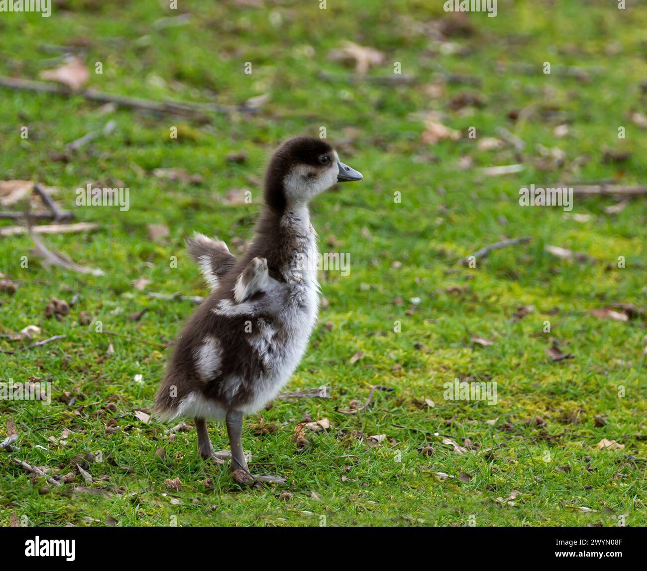 Cute and fluffy Egyptian Goose Gosling Standing Tall and Flapping Wings Stock Photo