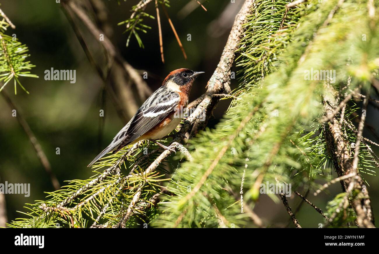 Closeup of a male Bay-breasted Warbler perching in spruce tree during spring migration. Stock Photo