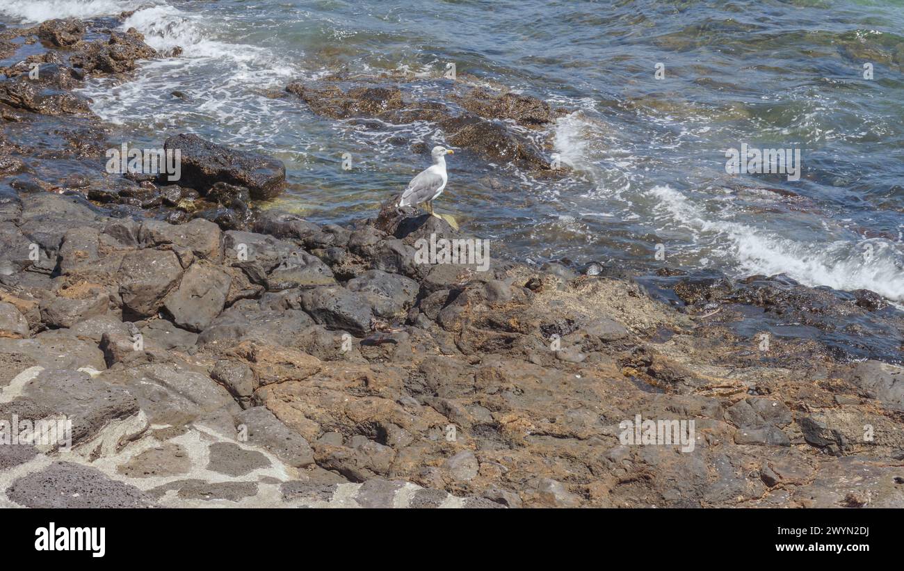 Lone seagull, rocky shore, ocean tranquility Stock Photo