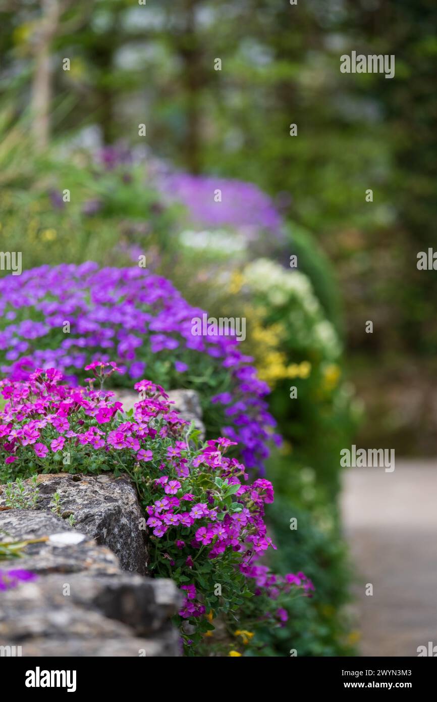 Colourful purple and pink flowered aubretia trailing plants growing on a low rockery wall at Wisley garden, Surrey UK. Stock Photo