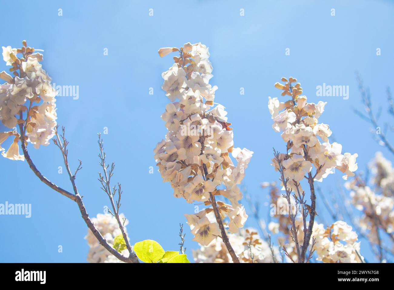 Growing Paulonia Imperial (Paulownia tomentosa) white-pink clusters of inflorescences delicate paulonia flowers against blue sky sunny day. selective Stock Photo