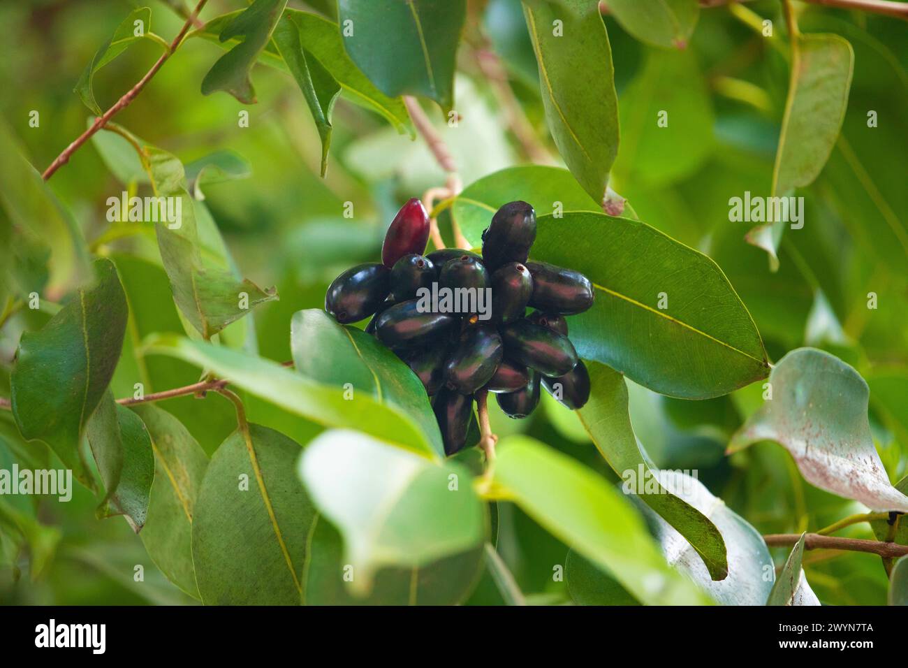 Fruit of Syzygium cumini, commonly known Malabar plum, Java plum, black ...