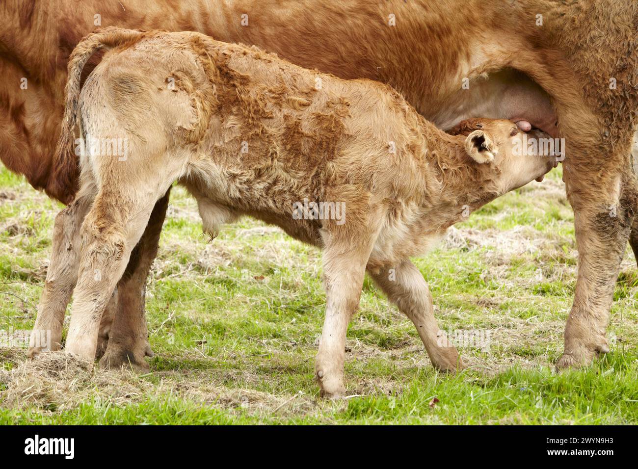 Limousin cattle, Beizama, Gipuzkoa, Basque Country, Spain. Stock Photo