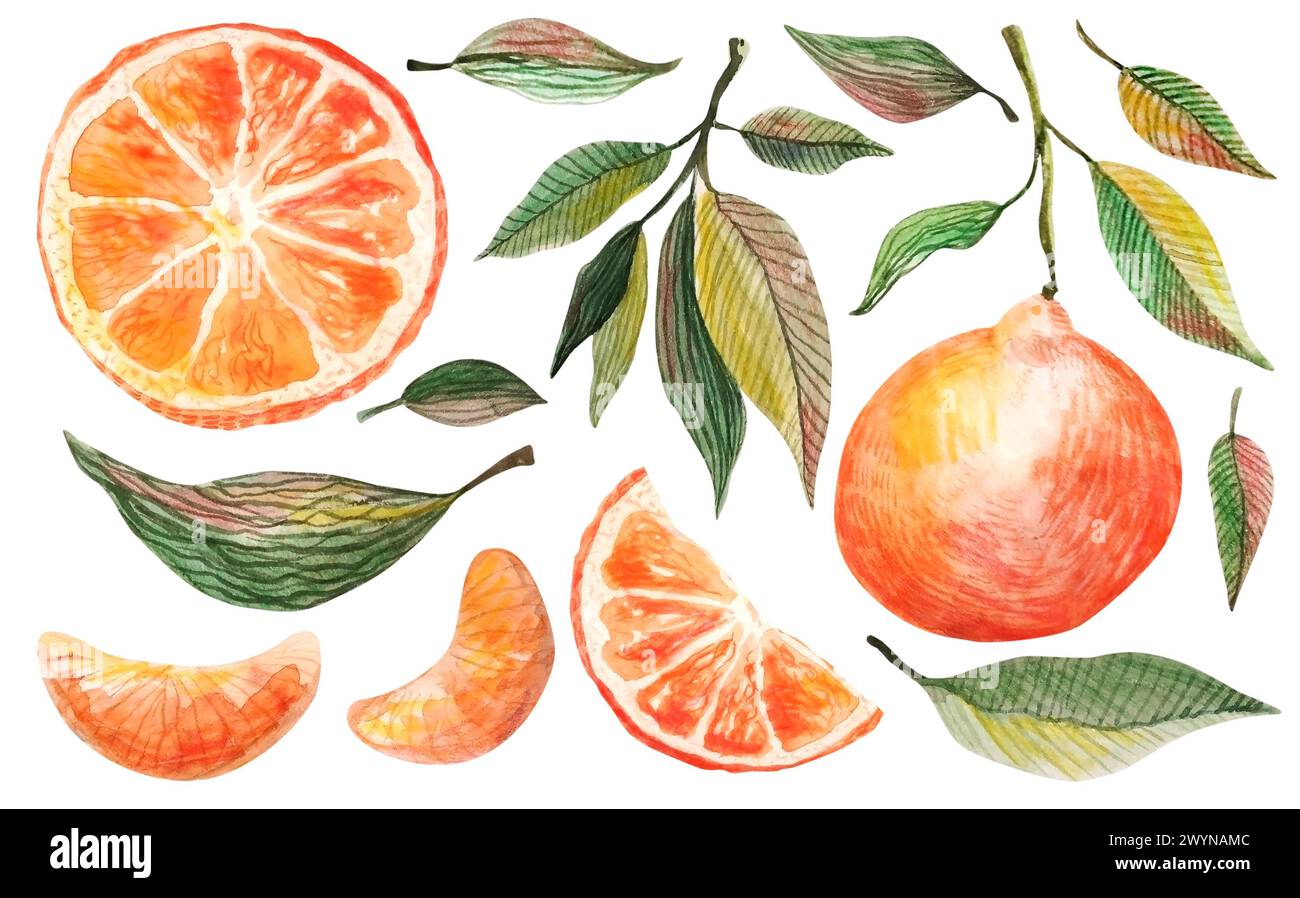 Watercolor tangerine set. Hand drawn botanical illustration of peeled mandarins, citrus fruits with leaves and slices. Set of mandarins isolated on a Stock Photo