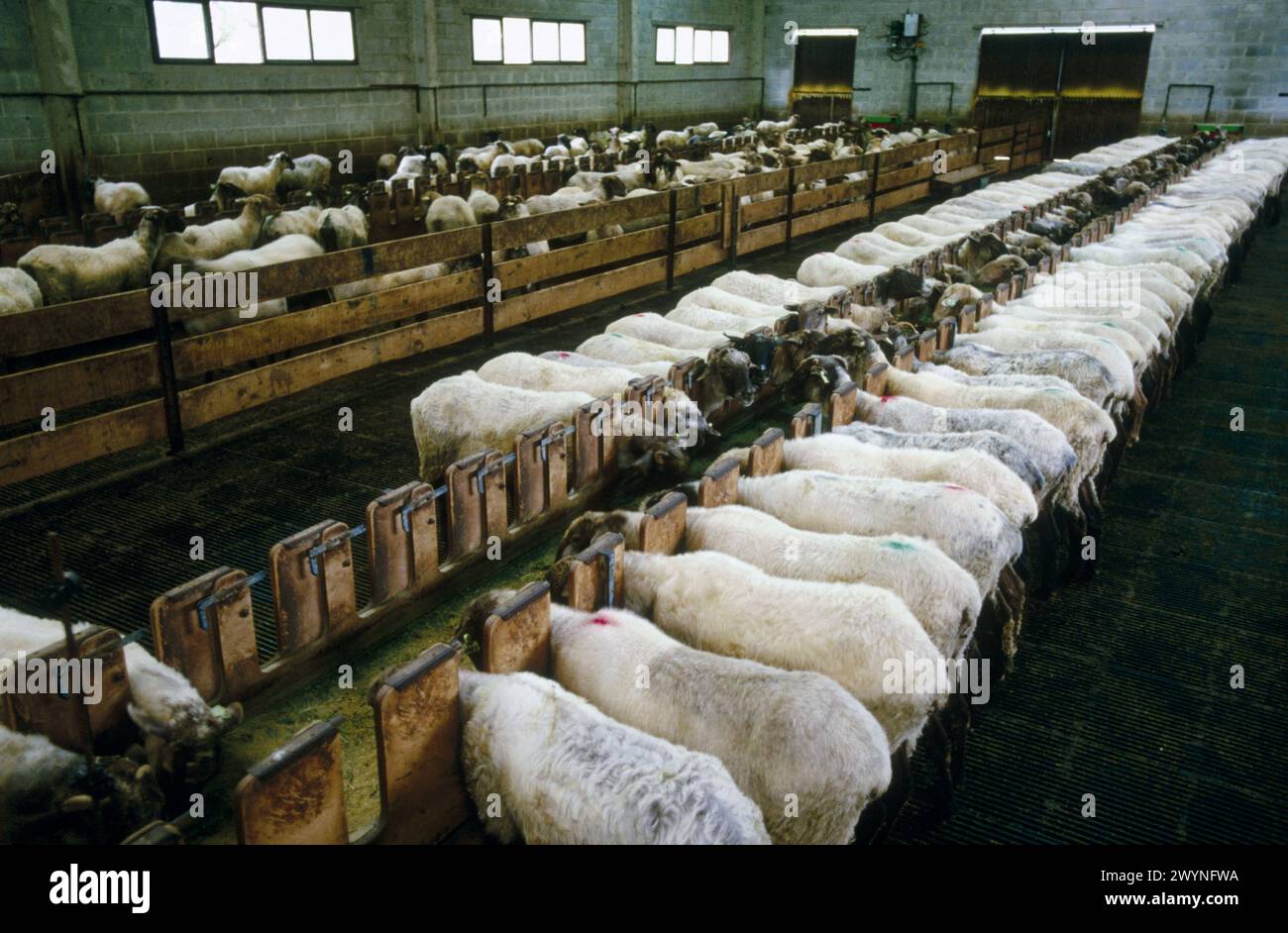 Sheep (Latxa breed). Legazpi. Guipúzcoa. Spain Stock Photo Alamy