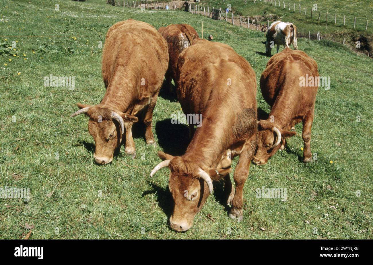 Cattle, Legazpi, Basque Country, Spain Stock Photo - Alamy