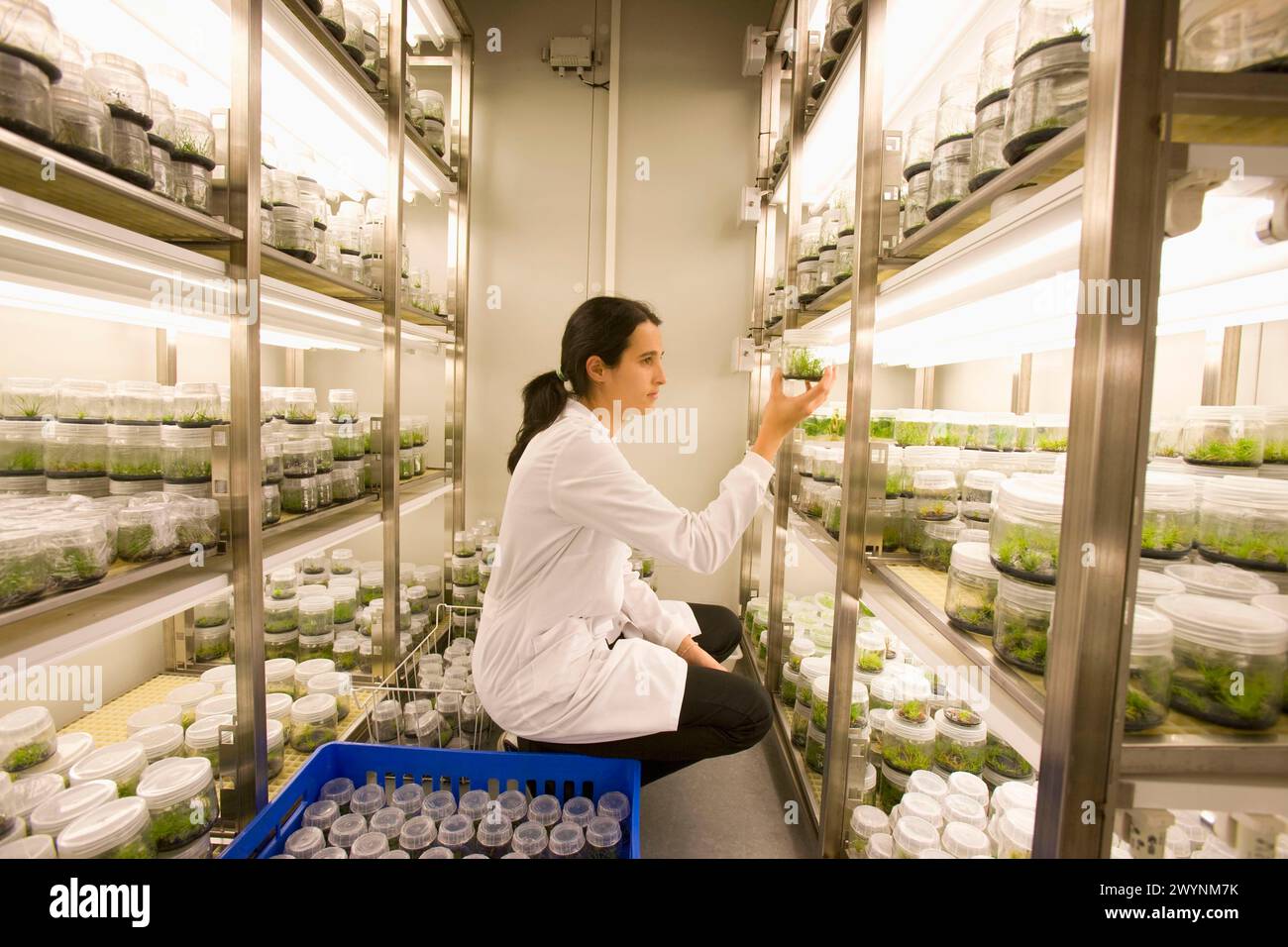 Planta de laboratorio hi-res stock photography and images - Alamy