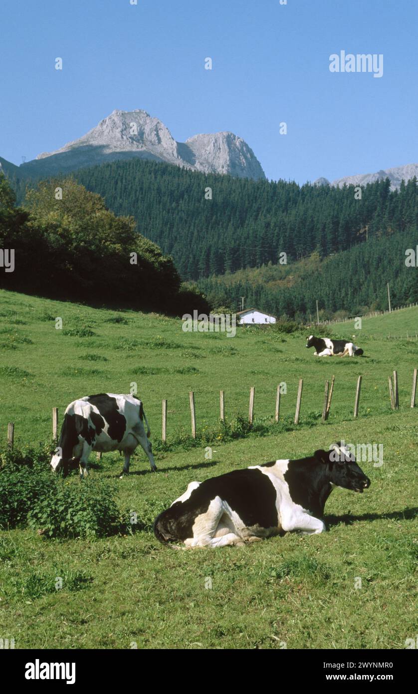 Cattle, Atxondo Valley, Axpe, Basque Country, Spain. Stock Photo
