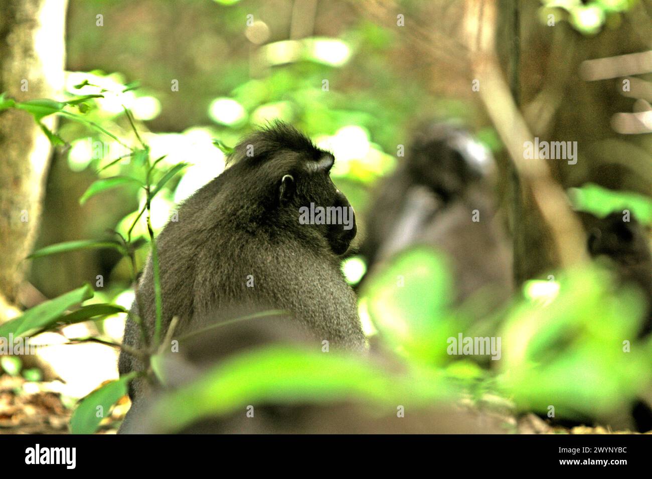 Back portrait of crested macaque (Macaca nigra), as it is resting by