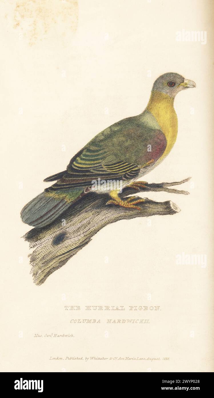 Yellow-footed green pigeon or yellow-legged green pigeon, Treron phoenicoptaurus. The hurrial pigeon, Columba hardwickii. Native to India. From a drawing by soldier naturalist General Thomas Hardwicke of the British East India Company. Specimen shot at Cawnpore (Kanpur, India) in March 1798. Handcoloured copperplate engraving from Edward Griffith's The Animal Kingdom by the Baron Cuvier, London, Whittaker, 1829. Stock Photo