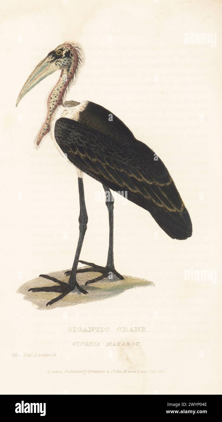 Greater adjutant, Leptoptilos dubius. Gigantic crane, Ciconia marabou, Ciconia crumenifera. Native to Bengal (India). Also called the adjutant or bone-eater. After a drawing by soldier naturalist General Thomas Hardwicke of the British East India Company. Handcoloured copperplate engraving from Edward Griffith's The Animal Kingdom by the Baron Cuvier, London, Whittaker, 1830. Stock Photo