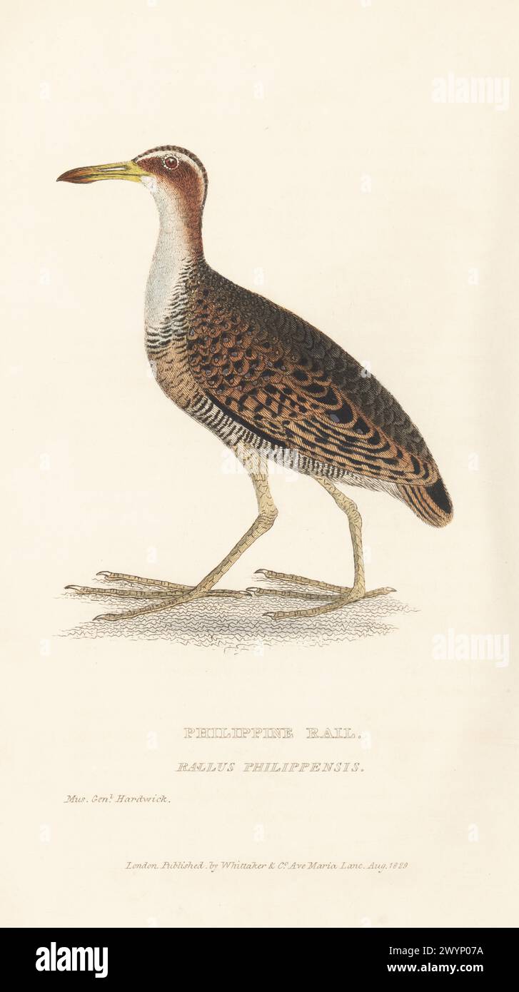 Buff-banded rail, Hypotaenidia philippensis. Philippine rail, Rallus philippensis. From a drawing by soldier naturalist General Thomas Hardwicke of the British East India Company. Handcoloured copperplate engraving from Edward Griffith's The Animal Kingdom by the Baron Cuvier, London, Whittaker, 1830. Stock Photo