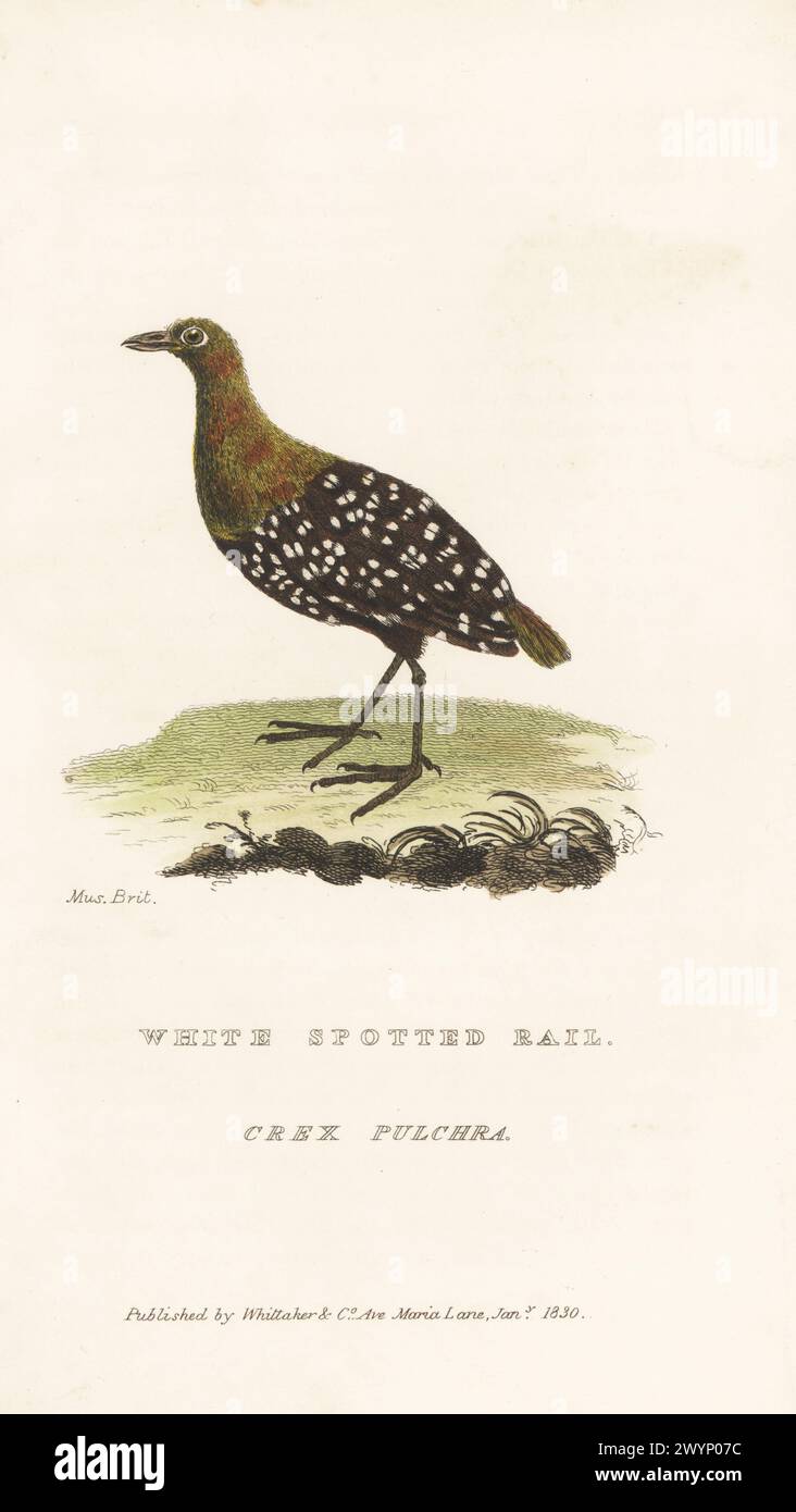 White-spotted flufftail, Sarothrura pulchra. Native to the African tropical rainforest. White spotted rail, Crex pulchra. From a specimen in the British Museum. Handcoloured copperplate engraving from Edward Griffith's The Animal Kingdom by the Baron Cuvier, London, Whittaker, 1830. Stock Photo