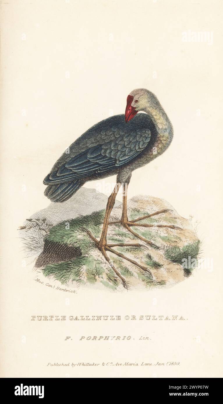 Western swamphen or sultana bird, Porphyrio porphyrio. Purple gallinule or sultana, Fulica porphyrio. Native to Africa and southern Europe. After a drawing by soldier naturalist General Thomas Hardwicke of the British East India Company. Handcoloured copperplate engraving from Edward Griffith's The Animal Kingdom by the Baron Cuvier, London, Whittaker, 1830. Stock Photo