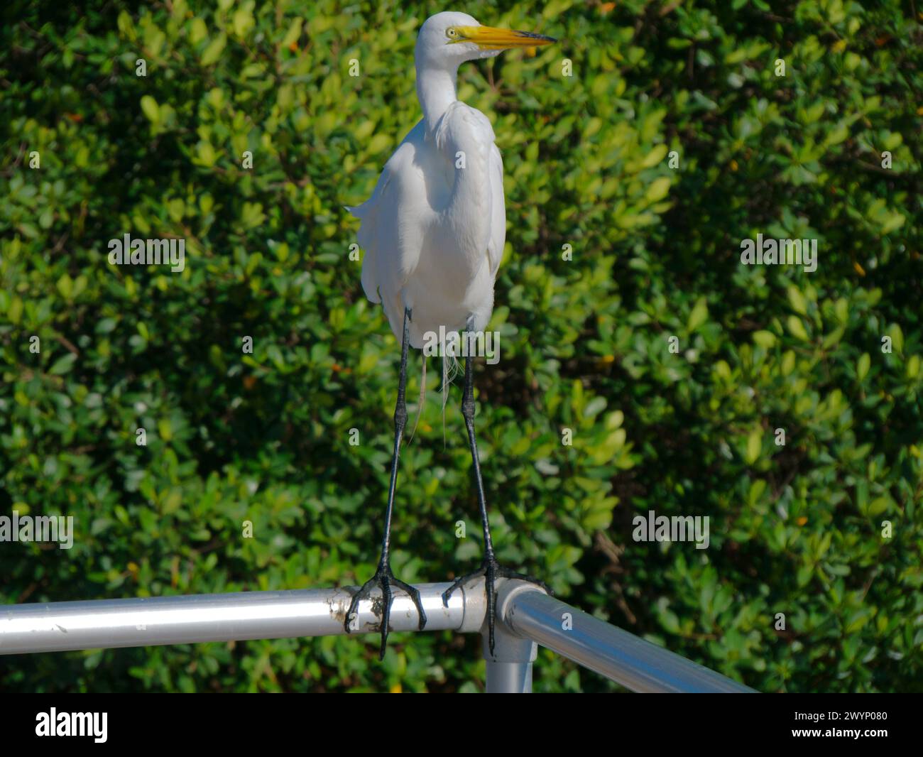 Wide view White egret curved neck perched on metal rail looking right at Jungle Prada Park. Bay green bushes in the background. In St. Petersburg, FL Stock Photo