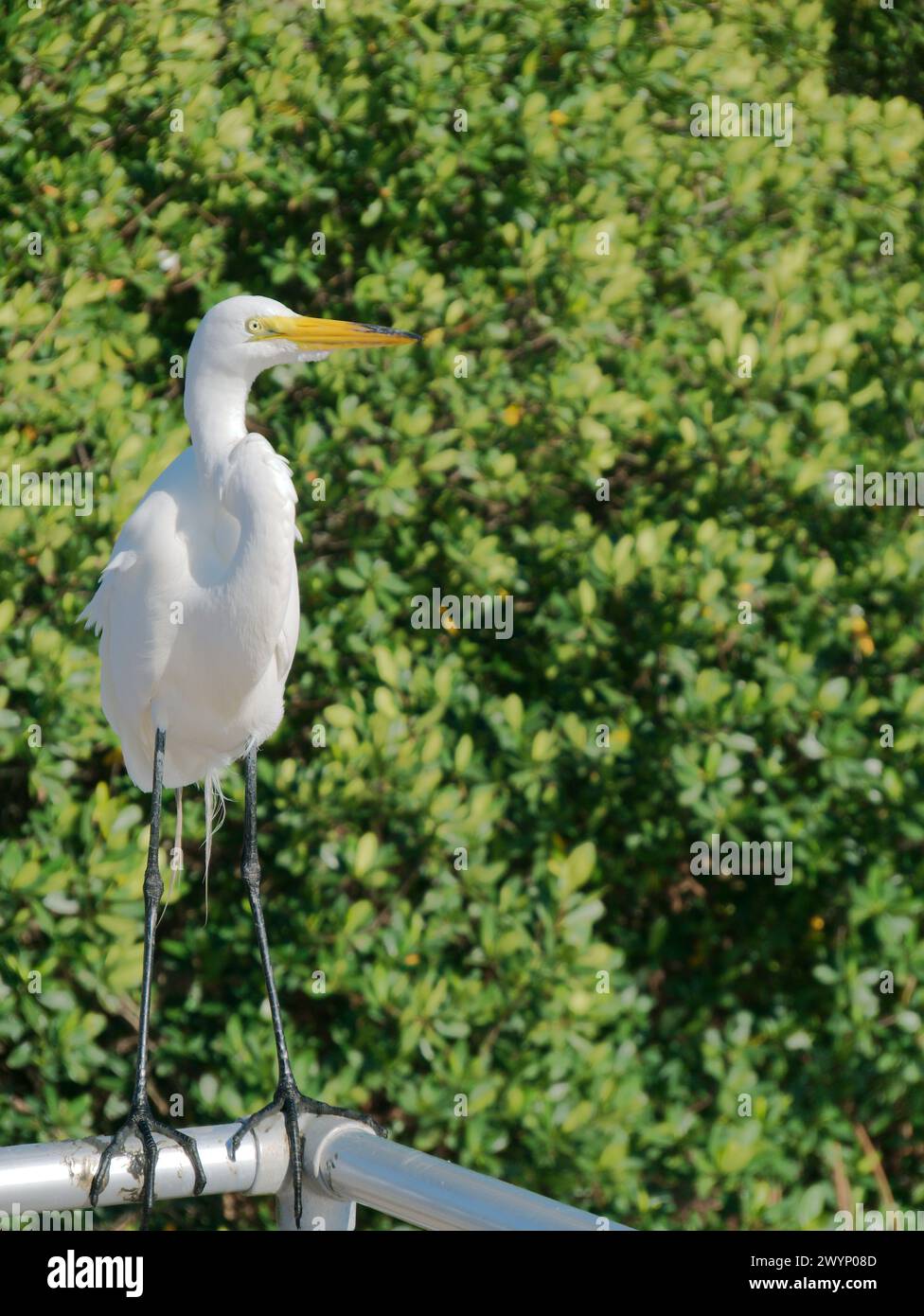 Vertical view White egret curved neck perched on metal rail looking right at Jungle Prada Park. Green bushes in the background. In St. Petersburg, FL Stock Photo