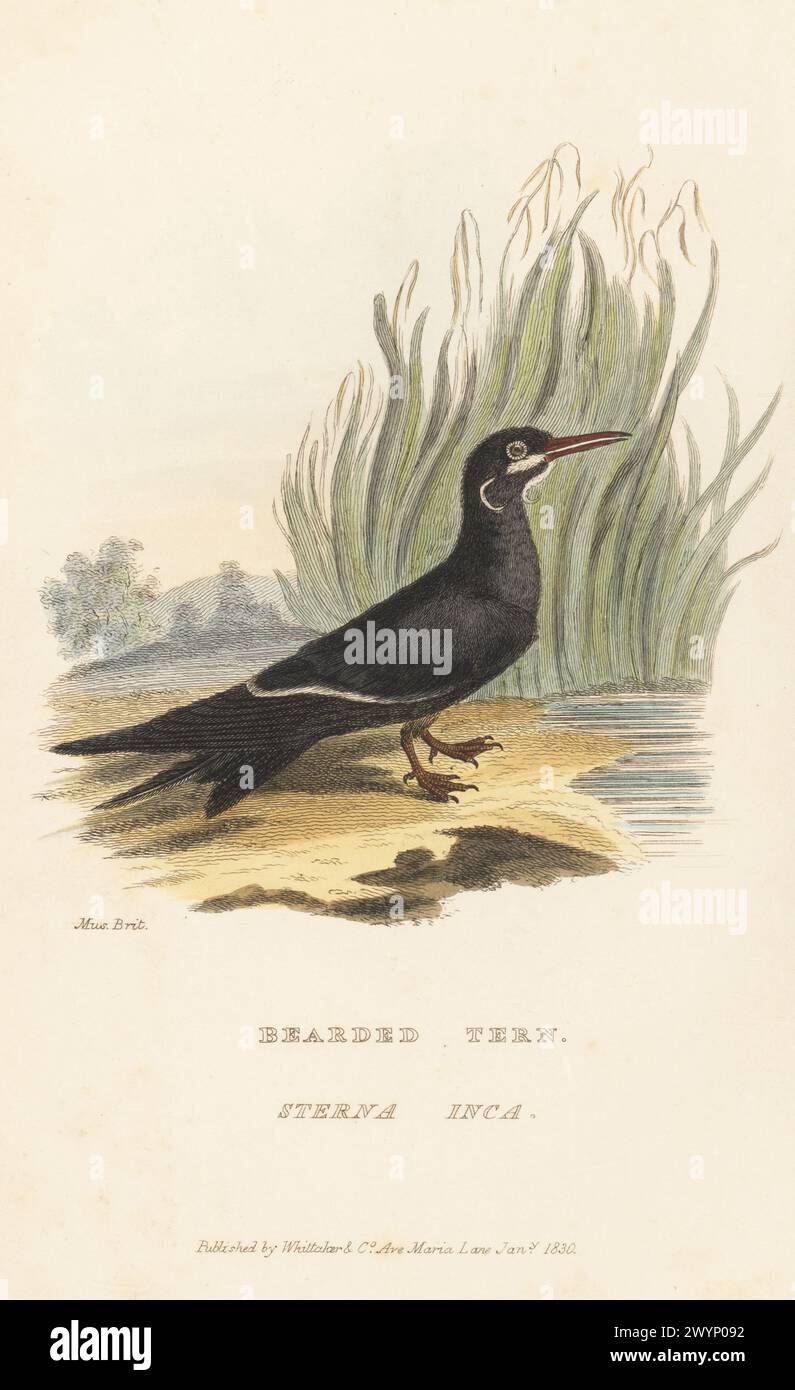 Inca tern, Larosterna inca. Near threatened. Native to Chile, Ecuador, and Peru. Bearded tern, Sterna inca. From a specimen brought from Peru by Captain Lord George Byron now in the British Museum. Handcoloured copperplate engraving from Edward Griffith's The Animal Kingdom by the Baron Cuvier, London, Whittaker, 1830. Stock Photo