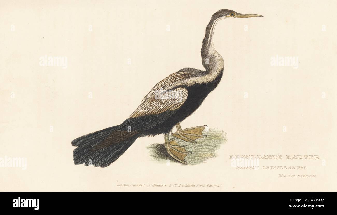 African darter, Anhinga rufa. Levaillant's darter, Plotus levaillantii. After a drawing by soldier naturalist General Thomas Hardwicke of the British East India Company. Handcoloured copperplate engraving from Edward Griffith's The Animal Kingdom by the Baron Cuvier, London, Whittaker, 1830. Stock Photo