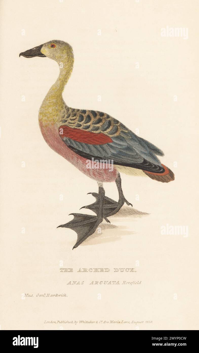 Wandering whistling-duck, Dendrocygna arcuata. The arched duck, Anas arcuata Horsfield. After a drawing by soldier naturalist General Thomas Hardwicke of the British East India Company. Handcoloured copperplate engraving from Edward Griffith's The Animal Kingdom by the Baron Cuvier, London, Whittaker, 1830. Stock Photo