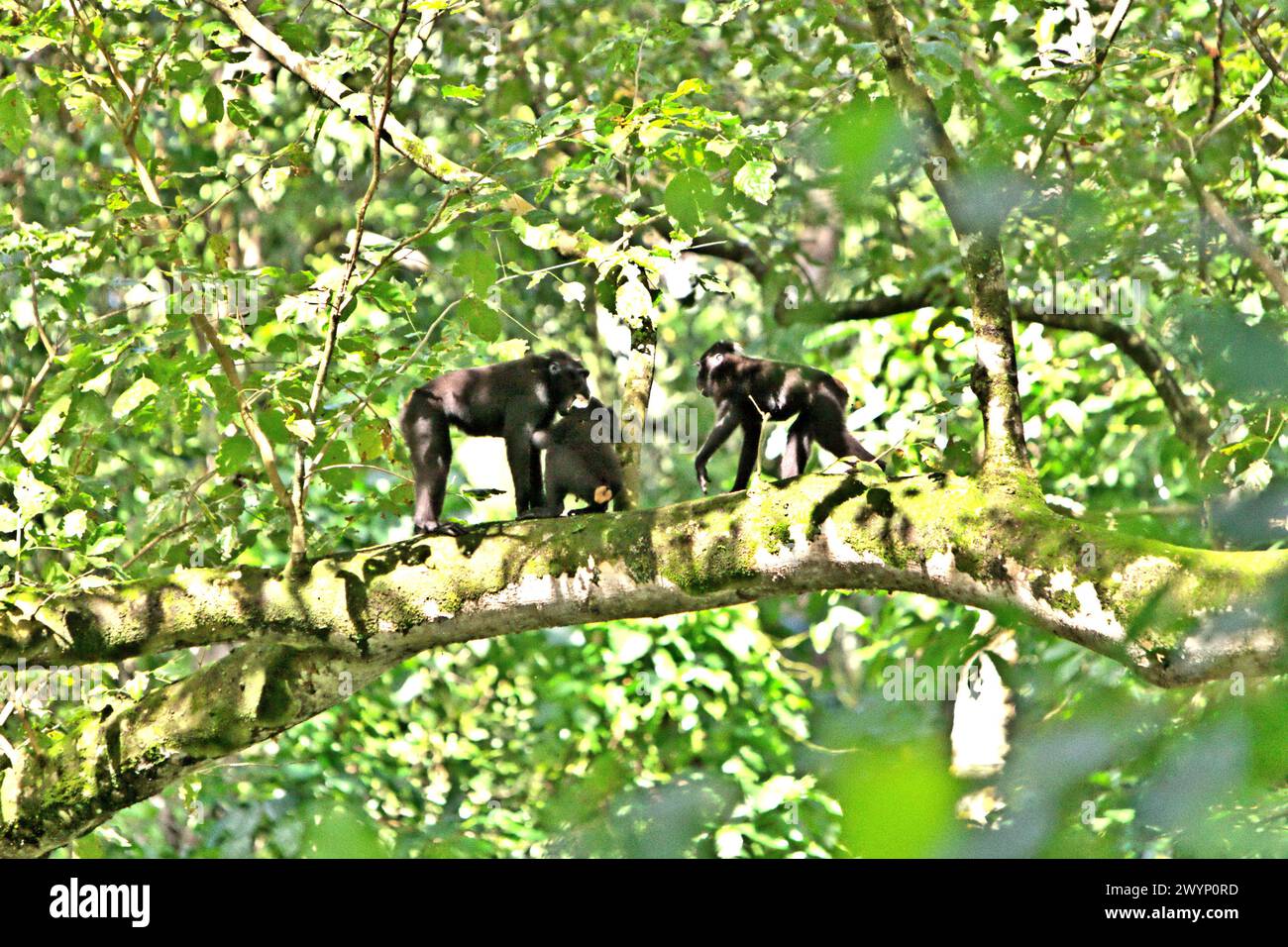 Primate ecosystem balance hires stock photography and images Alamy