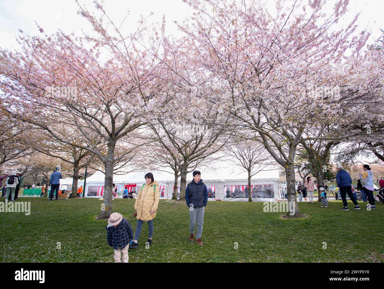 Richmond, Canada. 7th Apr, 2024. People enjoy their time under cherry