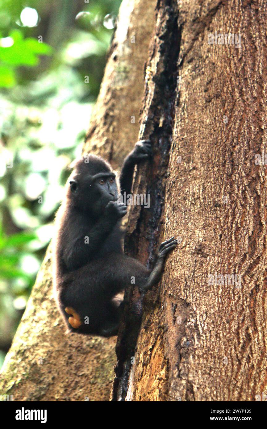 A crested macaque (Macaca nigra) juvenile tries to find food from a