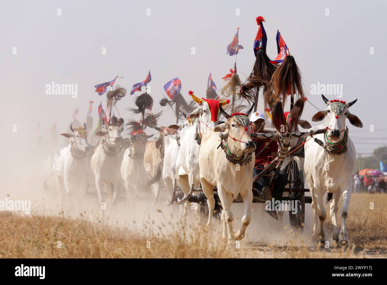 Kampong Speu, Cambodia. 7th Apr, 2024. Contestants race their ox carts in Kampong Speu province, Cambodia, on April 7, 2024. At dawn on Sunday, Cambodian villagers gathered to race their ox carts across a field, reviving centuries-old tradition in the Southeast Asian nation. Credit: Phearum/Xinhua/Alamy Live News Stock Photo