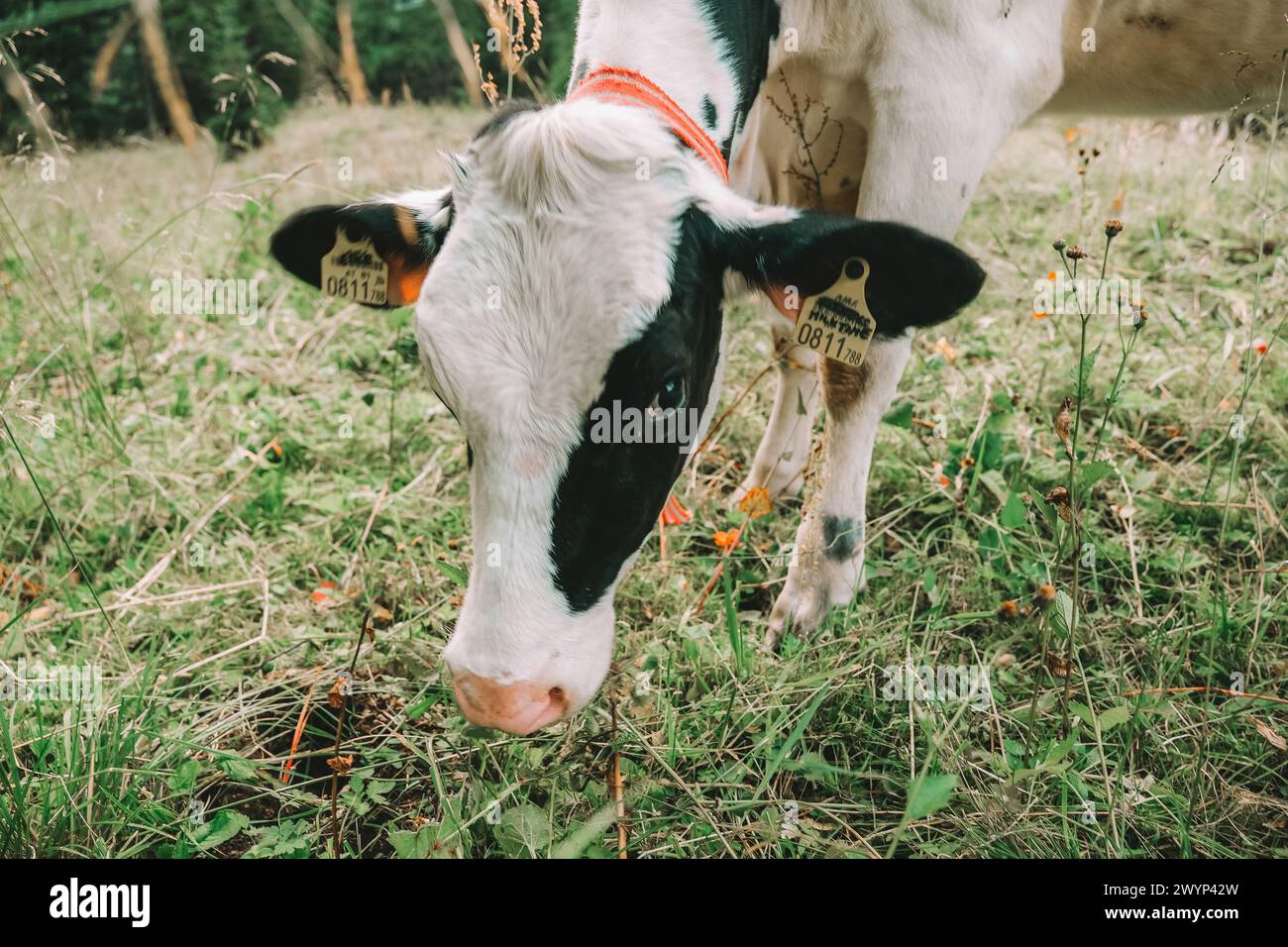 Black white friesian calves hi-res stock photography and images - Alamy