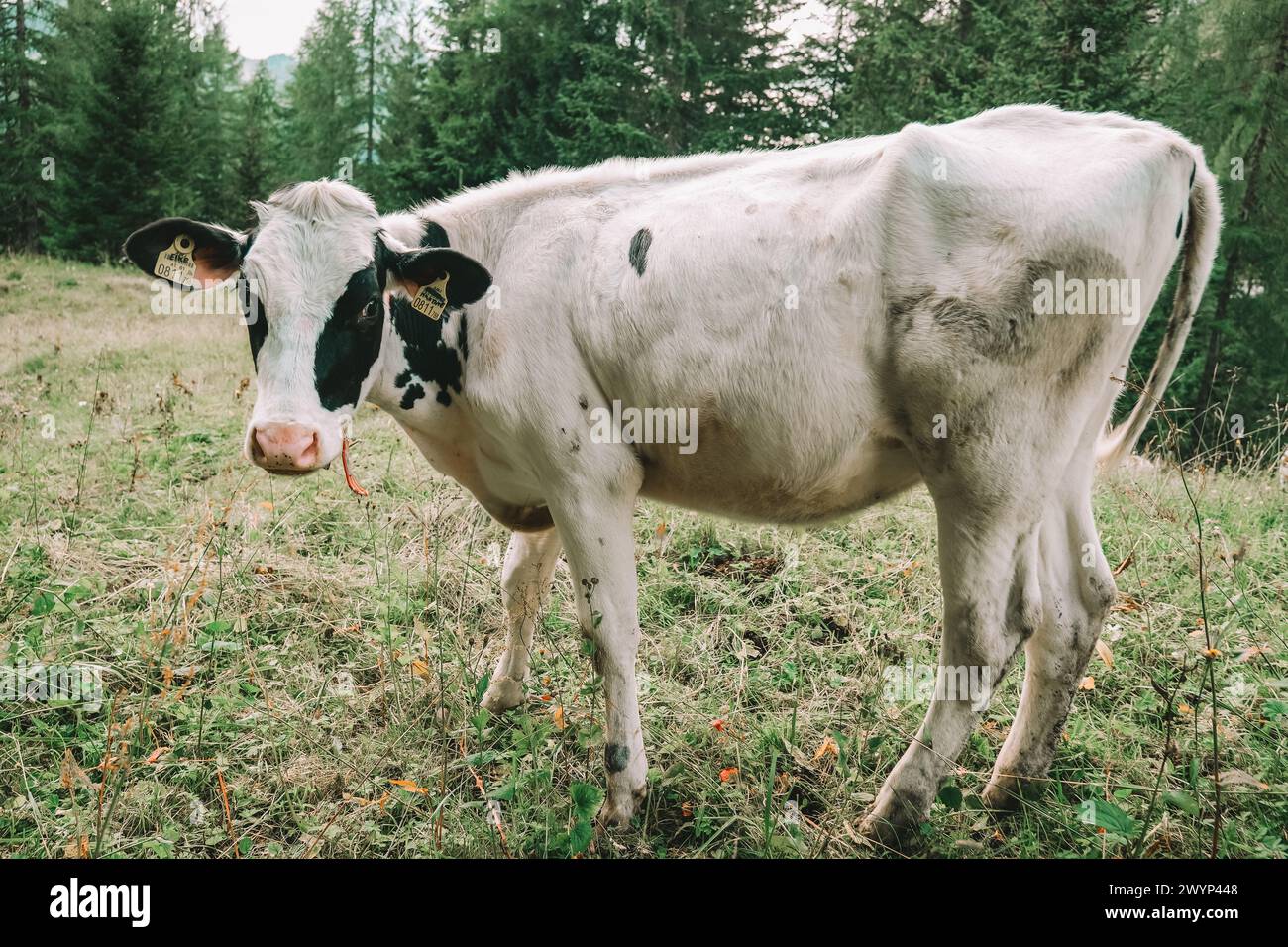 Black white friesian calves hi-res stock photography and images - Alamy