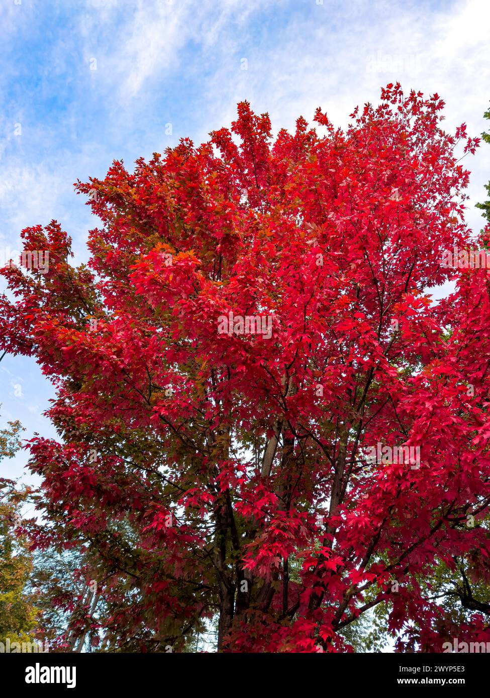Red Autumn Leaves from Bright Victoria Australia Stock Photo