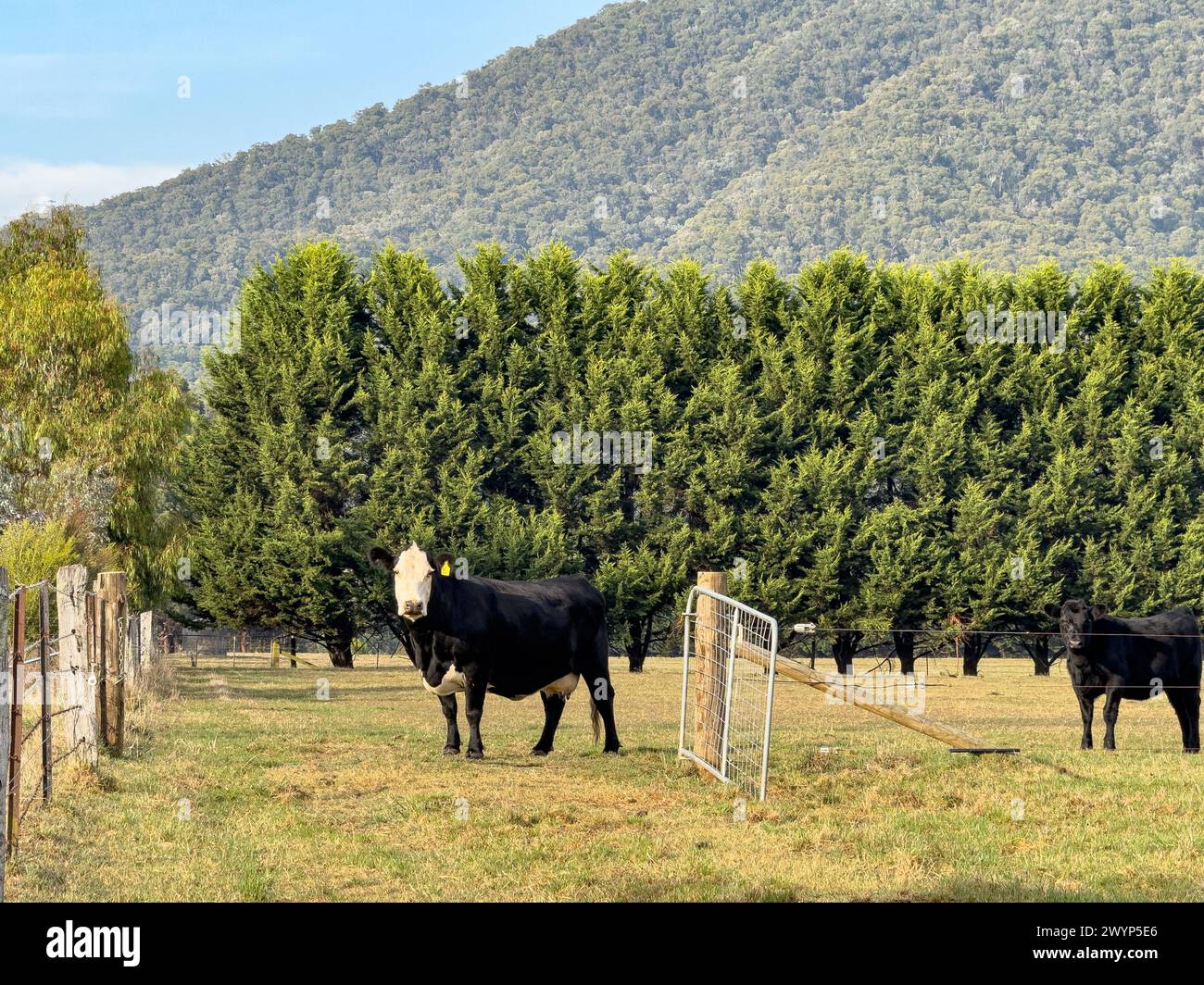 Buckland valley farms hires stock photography and images Alamy