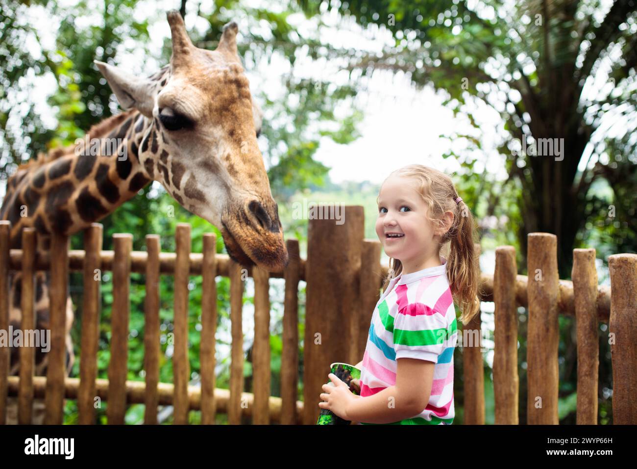 Family feeding giraffe in zoo. Children feed giraffes in tropical